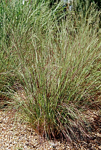 ERAGROSTIS_CURVULA_TOTNES_BURGUNDY