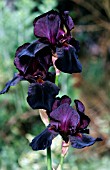 IRIS BLACK KNIGHT