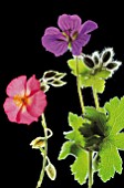 GERANIUM MAGNIFICUM AND HELIANTHEMUM MARJORIE BACKLIT FLOWERS AND LEAVES. BLACK WITH SILVERLINING.