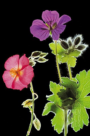 GERANIUM_MAGNIFICUM_AND_HELIANTHEMUM_MARJORIE_BACKLIT_FLOWERS_AND_LEAVES_BLACK_WITH_SILVERLINING
