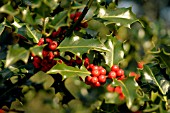 ILEX, HOLLY