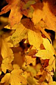 ACER PSEUDOPLATANUS, SYCAMORE