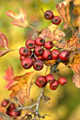 CRATAEGUS MONOGYNA, HAWTHORN