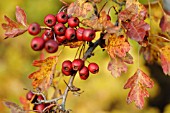 CRATAEGUS MONOGYNA, HAWTHORN