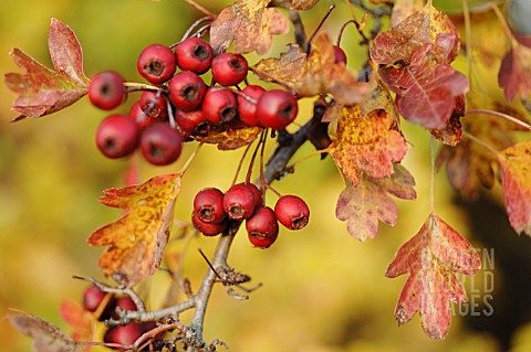 CRATAEGUS_MONOGYNA_HAWTHORN