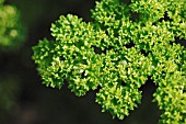 PETROSELINUM CRISPUM,  PARSLEY