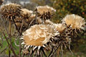 CYNARA CARDUNCULUS, ARTICHOKE