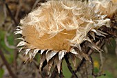 CYNARA CARDUNCULUS, ARTICHOKE