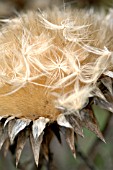 CYNARA CARDUNCULUS, ARTICHOKE