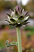 CYNARA SCOLYMUS, ARTICHOKE