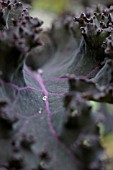 BRASSICA OLERACEA REDBOR, ORNAMENTAL KALE