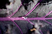 BRASSICA OLERACEA REDBOR, ORNAMENTAL KALE