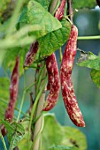 BORLOTTO FIRETONGUE, DWARF FRENCH BEAN