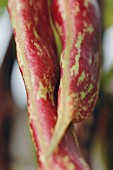 BORLOTTO FIRETONGUE, DWARF FRENCH BEAN