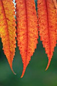 RHUS TYPHINIA, SUMACH