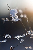 FROST, AND SNOW ON BRANCH