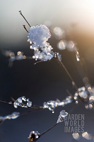 FROST_AND_SNOW_ON_BRANCH