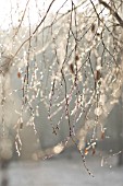 BETULA PENDULA, SILVER BIRCH