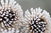 FROST ON SEED HEADS