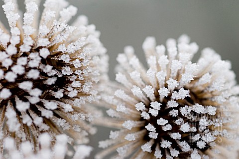 FROST_ON_SEED_HEADS