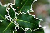 ILEX, HOLLY WITH ICE