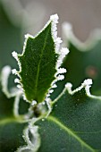 ILEX, HOLLY WITH ICE