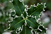 ILEX, HOLLY WITH ICE