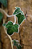 HEDERA, ICE ON IVY LEAF