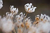 HERACLEUM SPHONDYLIUM, HOGWEED