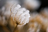 HERACLEUM SPHONDYLIUM, HOGWEED