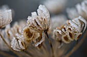 HERACLEUM SPHONDYLIUM, HOGWEED