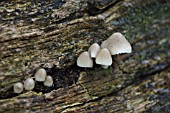 COPRINUS MUSHROOM WITH ICICLES