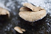 BRACKET MUSHROOM WITH ICE