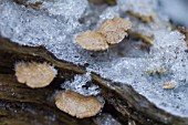 BRACKET MUSHROOM WITH ICE