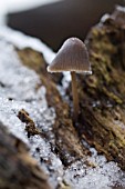 MYCENA INCLINATA MUSHROOM WITH ICE