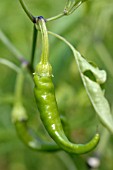 CAPSICUM, CHILLI