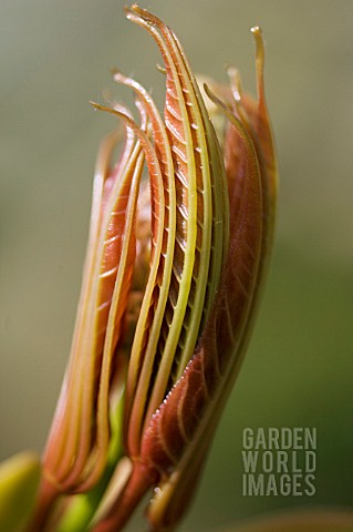 AESCULUS_ASSAMICA