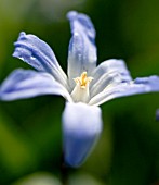 CHIONODOXA