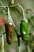 CAPSICUM, CHILLI