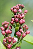 SYRINGA X HYACINTHIFLORA