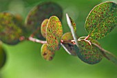 EUCALYPTUS GUNNII