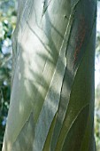 EUCALYPTUS STELLULATA, BLACK SALLY