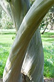 EUCALYPTUS STELLULATA, BLACK SALLY