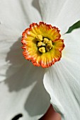 NARCISSUS TAZETTA GERANIUM