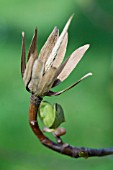 LIRIODENDRON TULIPIFERA