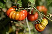 TOMATO, HENDERSONS PINK PONDEROSA