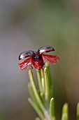 ROSEMARY BEETLE