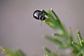 ROSEMARY BEETLE