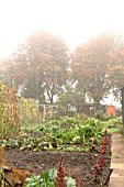 AUTUMN ALLOTMENT SCENE