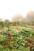 AUTUMN ALLOTMENT SCENE